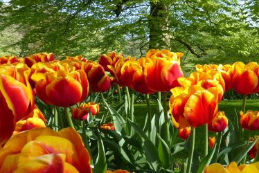 חבילות בניה