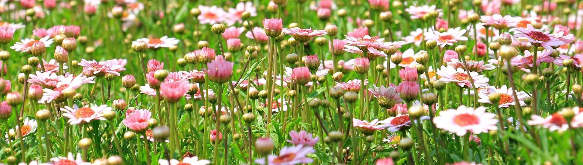 תנאים והגבלות