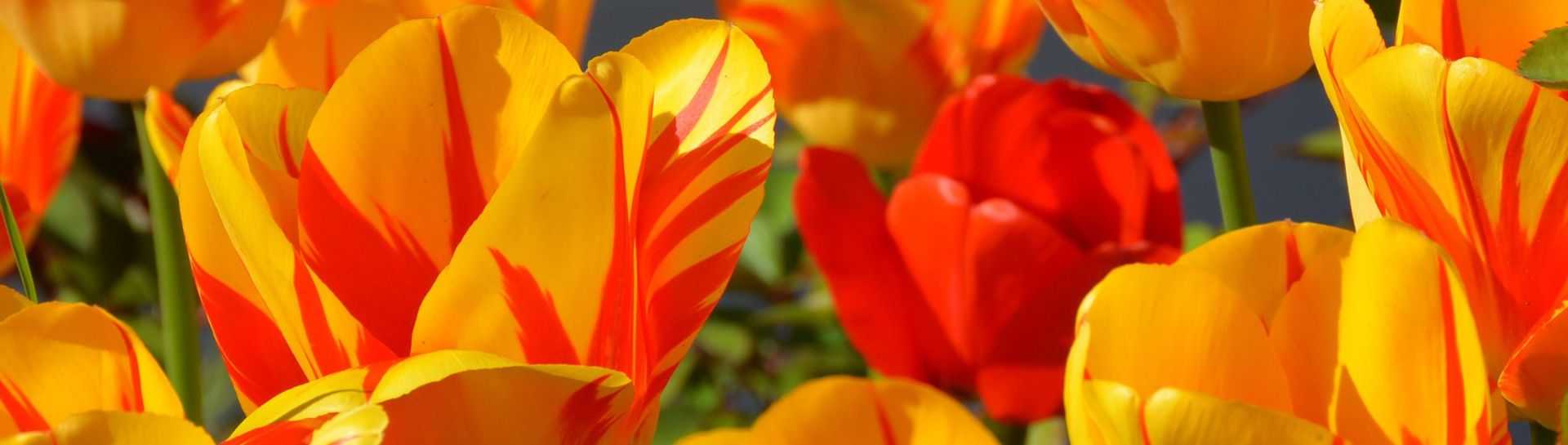 אודות אופיר טורס