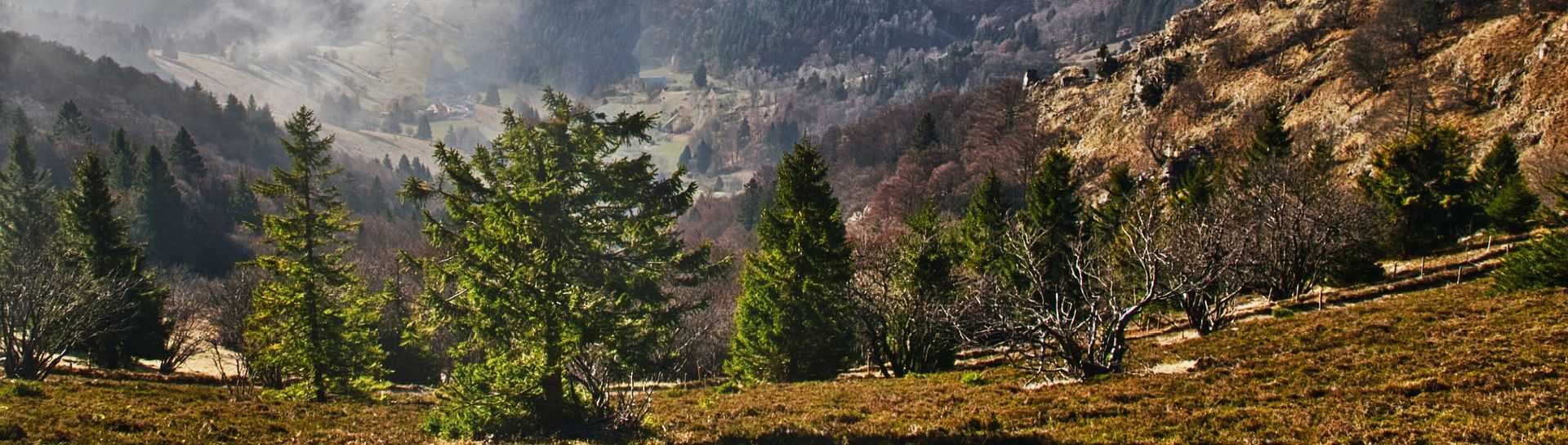 מסלול טיול ליער השחור - היער הקסום