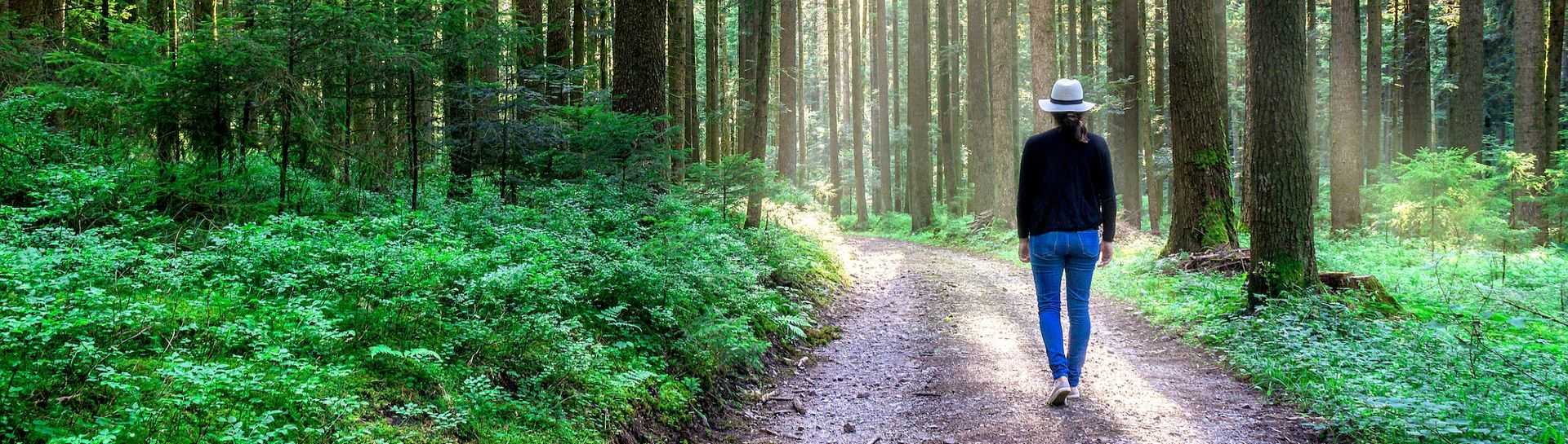 מסלול טיול ליער השחור - הכוכב הרומנטי