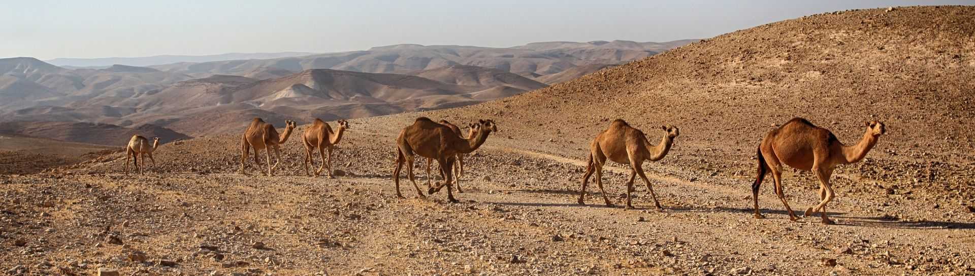 מלון לאונרדו פלאזה ים המלח
