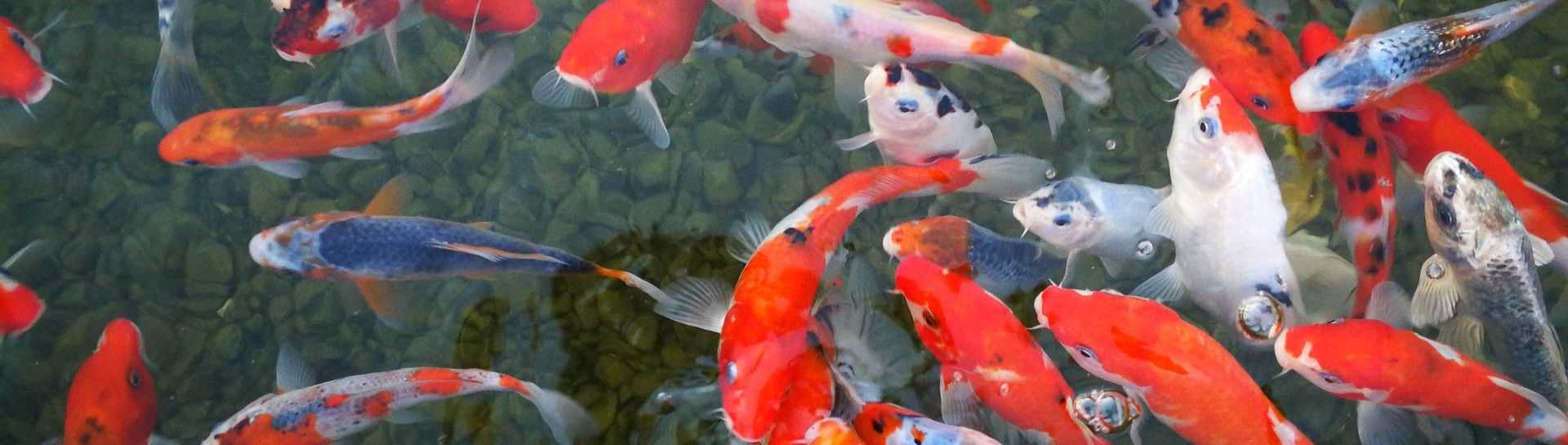 מלון לה פלאיה פלוס אילת