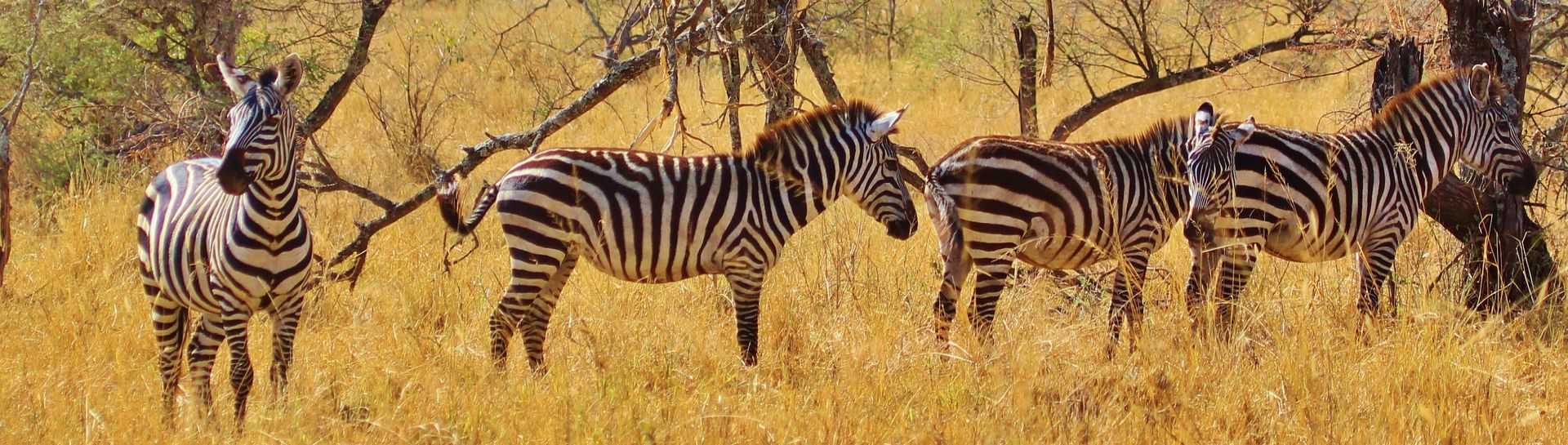 טיסות לטנזניה
