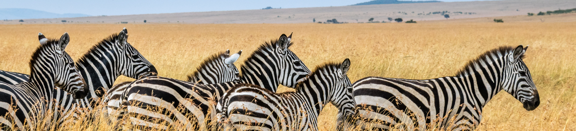 טיסות לאוגנדה