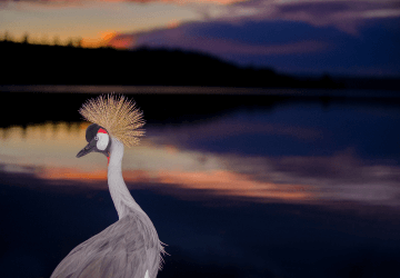 טיסות לקמפלה