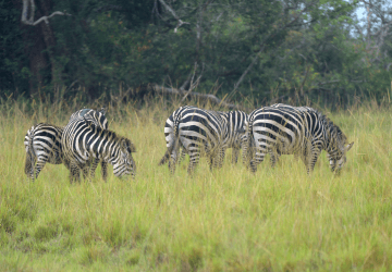 זנזיבר למשפחות