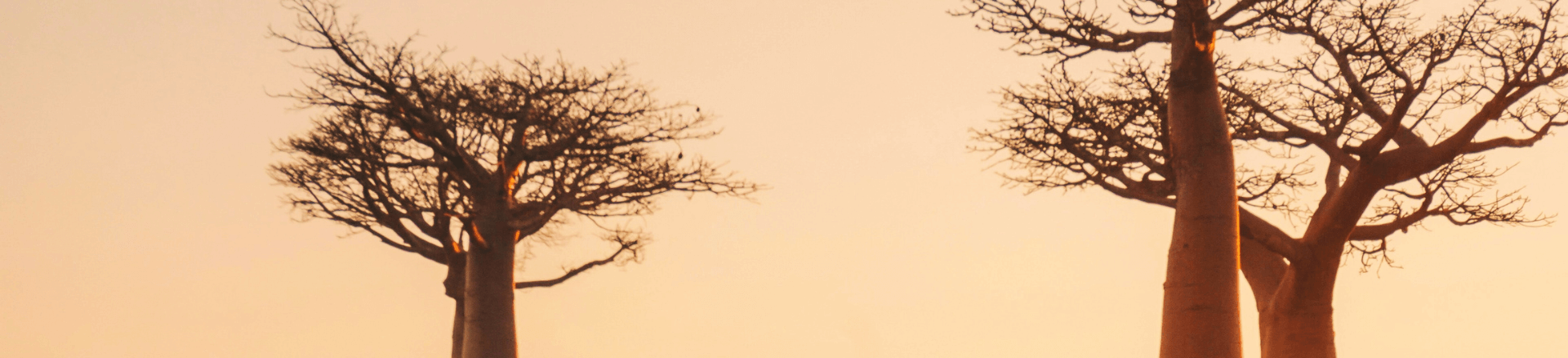 טיסות זולות למדגסקר