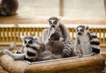 טיסות זולות למדגסקר