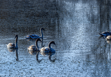 טיסה לדברצן טיסה לדברצן