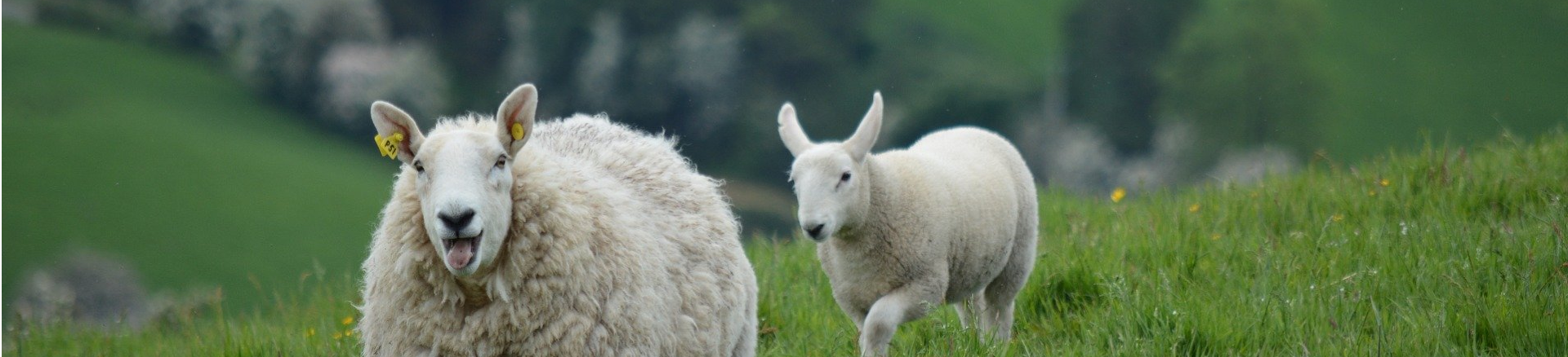 טיסות לדבלין