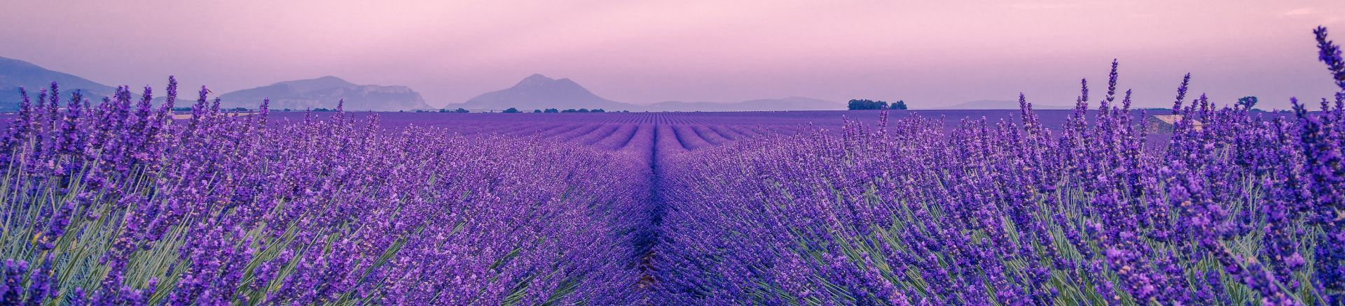 טיול מאורגן לצרפת