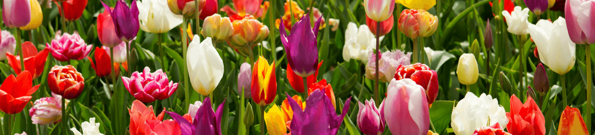 שייט בספינות נהר מפוארות להולנד לפריחת הצבעונים