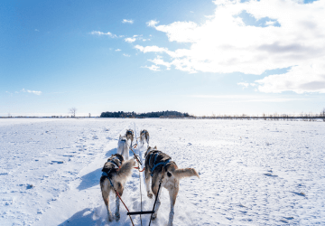 מאורגן ללפלנד מאורגן ללפלנד