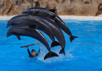 טיסות זולות לטנריף