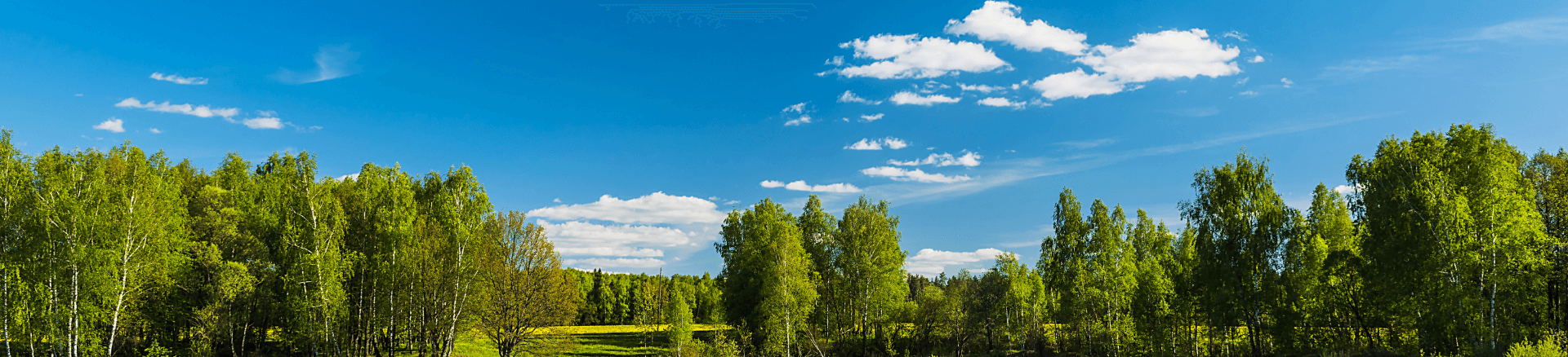 דילים ליער השחור