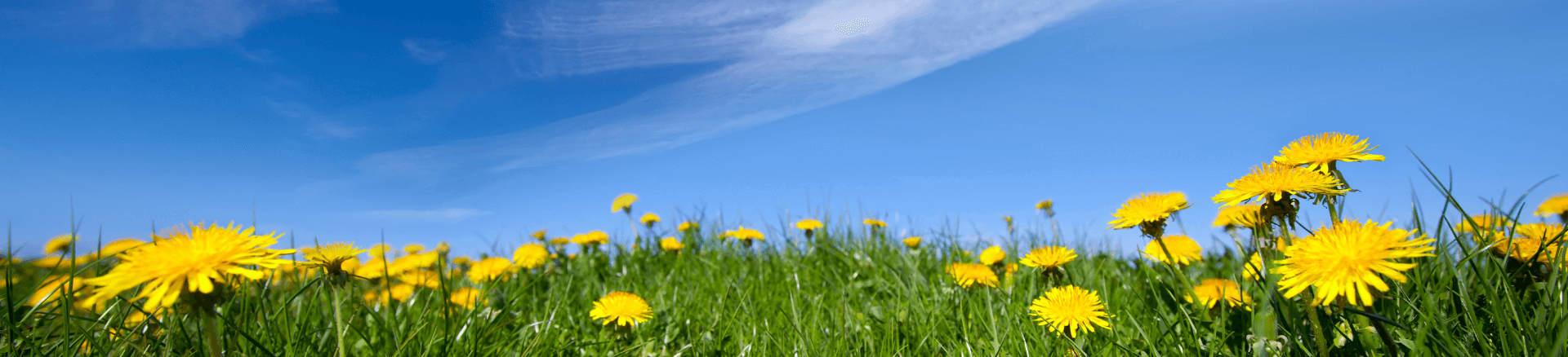 טיול מאורגן לשבועות