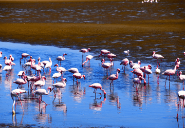 מאורגן לזנזיבר