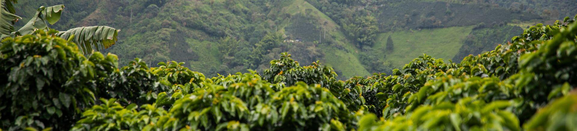 טיסות לבוגוטה