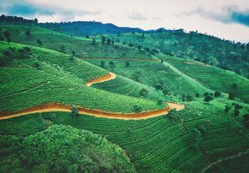 טיול מאורגן לסרי לנקה
