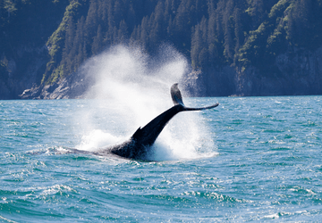 לוויתן באלסקה