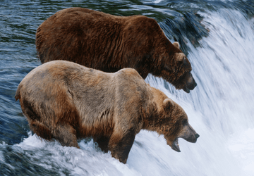 דובים באלסקה